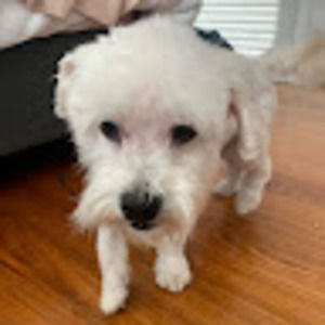 Meet your Posher, Isabella